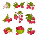 Hawthorn Berry Branches with Red Round Small Pome Fruits Vector Set Royalty Free Stock Photo