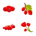 Hawthorn berry icons set cartoon vector. Hawberry branch with red berry and leaf