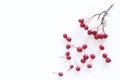 Hawthorn berry isolated on white background . Food concept. Royalty Free Stock Photo