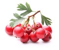 Hawthorn berry Royalty Free Stock Photo