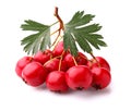 Hawthorn berry with leaves Royalty Free Stock Photo