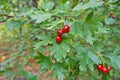 Hawthorn berry