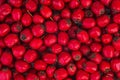 Hawthorn berry Royalty Free Stock Photo