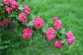 Hawthorn blood-red Crataegus sanguinea Pall.. A branch with flowers