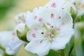 Hawthorn blossom in bloom