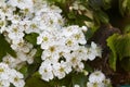 Hawthorn blossom