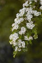 Hawthorn blossom