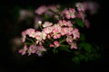 Hawthorn Blossom on Dark Background