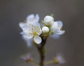 Hawthorn blossom, England Royalty Free Stock Photo