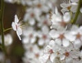 Hawthorn blossom, England Royalty Free Stock Photo