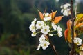 Hawthorn blossom flower