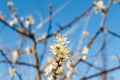 Hawthorn blossom flower on tree Royalty Free Stock Photo