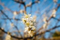 Hawthorn blossom flower on tree Royalty Free Stock Photo