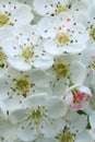 Hawthorn blossom macro