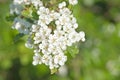 Hawthorn blossom out in spring hedgerow macro detail