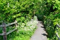 hawthorn blossom public path