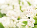 Hawthorn blossom