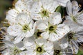 Hawthorn Blossom in Sunlight