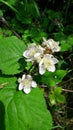 Hawthorn blossom. Treeton Rotherham Royalty Free Stock Photo