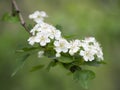 Hawthorn blossom, white flowers, against blurry, defocussed background. Aka Crataegus, quickthorn, thornapple, May-tree