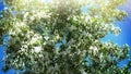 Hawthorn blossoms luxuriantly against the blue sky Royalty Free Stock Photo