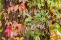 Hawthorn branch with berries and colorful vine leafs climbing up at a tree stem Royalty Free Stock Photo