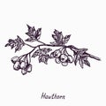 Hawthorn branch with berries and leaves, outline simple doodle drawing with inscription