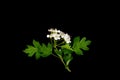 Hawthorn branch CrataÃÂ©gus monÃÂ³gyna with white flowers isolated on a black background close up Royalty Free Stock Photo