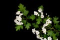 Hawthorn branch CrataÃÂ©gus monÃÂ³gyna with white flowers isolated on a black background Royalty Free Stock Photo