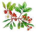 Hawthorn branch witj fruits, flowers and leaves isolated on white background. Generative AI watercolor illustration