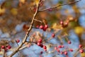 Hawthorn branches with the ripening bright orange berries, a close up horizontally.