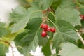 Hawthorn branches with the ripening bright orange berries, a close up horizontally