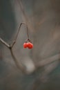 Hawthorn bush branch closeup with three red berries Royalty Free Stock Photo