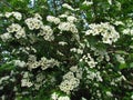 Hawthorn bush, Crataegus monogyna, ohter common names oneseed hawthorn, or single-seeded hawthorn, white blossom of Royalty Free Stock Photo