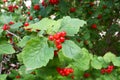 Hawthorn bush with red berries. Hawthorn Berries: The Last Fruit Royalty Free Stock Photo