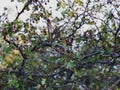 Hawthorn bush, red ripe berries on branch with green leaves, tree on bright blue sky background Royalty Free Stock Photo