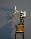 Hawthorn cascade bonsai in winter