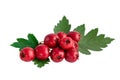 Hawthorn or common hawthorn or Crataegus monogyna berrie on white background Royalty Free Stock Photo