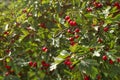Hawthorn Crataegus / hawberry bush with small red fruits