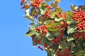 Hawthorn (Crataegus monogyna)