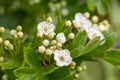 Hawthorn crataegus monogyna blossom Royalty Free Stock Photo