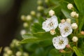 Hawthorn crataegus monogyna blossom Royalty Free Stock Photo