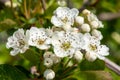 Hawthorn crataegus monogyna blossom Royalty Free Stock Photo