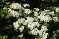 Hawthorn, crataegus monogyna, blossom Royalty Free Stock Photo