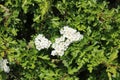 Hawthorn, crataegus monogyna, blossom in spring Royalty Free Stock Photo