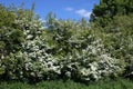 Hawthorn, Crataegus monogyna, blossom in spring Royalty Free Stock Photo