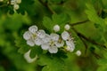 Hawthorn (Crataegus monogyna) blossom Royalty Free Stock Photo