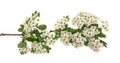 Hawthorn or Crataegus monogyna branch with flowers isolated on a white background Royalty Free Stock Photo