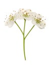 Hawthorn or Crataegus monogyna branch with flowers isolated on a white background Royalty Free Stock Photo