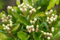 Hawthorn crataegus monogyna buds Royalty Free Stock Photo